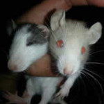 Crazy Creatures North East - Adults Having Fun with Rats