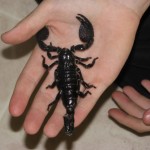 Scorpion (Emperor) Crazy Creatures North East - Mobile Petting Zoo