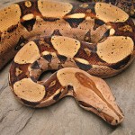 Boa Constrictor Mobile Petting Zoo - Crazy Creatures North East